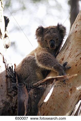 Stock Photo - A koala in a tree. Fotosearch