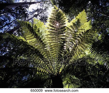 A large fern View Large Photo Image Stock Photo - A large fern. Fotosearch