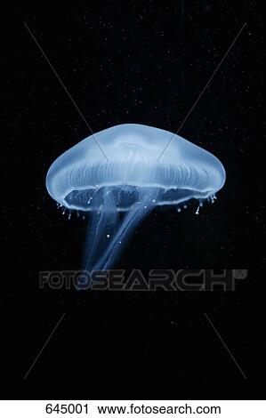 Stock Image - A moon jellyfish (Aurelia Aurita) Berlin, Germany. Fotosearch