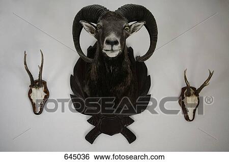 Stock Photograph - A mounted ram and two skulls with antlers. Fotosearch
