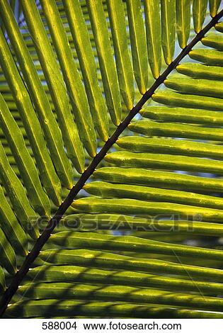 A palm leaf View Large Photo Image Picture - A palm leaf. Fotosearch