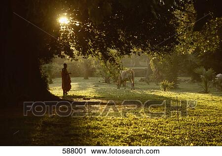 Stock Image - A person standing in garden with a cow, Cambodia. Fotosearch