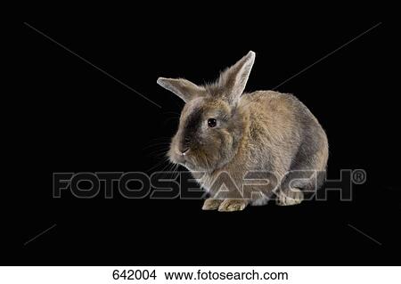 Picture - A Rabbit. Fotosearch