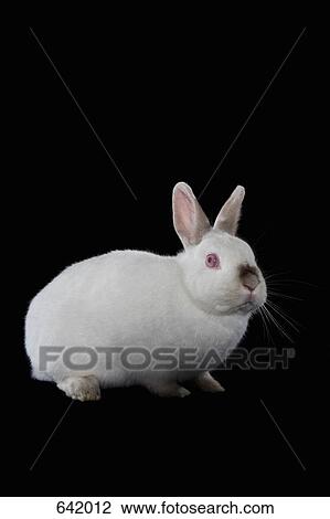 A Rabbit View Large Photo Image Stock Image - A Rabbit. Fotosearch