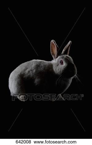 A Rabbit View Large Photo Image Stock Photo - A Rabbit. Fotosearch