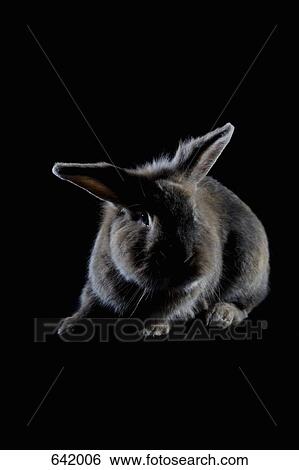 Stock Photograph - A Rabbit. Fotosearch