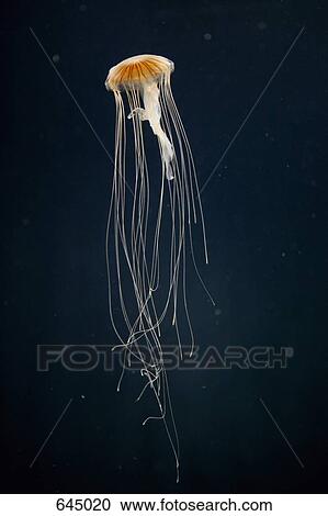 Stock Image - A Sea nettle jellyfish (Chrysaora melanaster), Berlin, Germany. Fotosearch