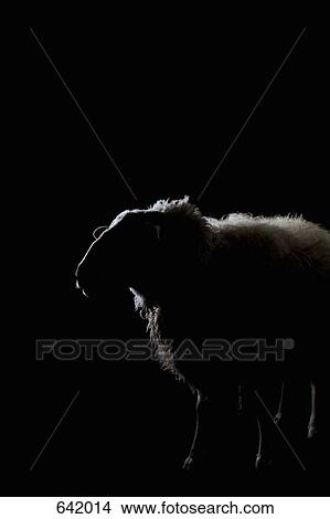 A Sheep View Large Photo Image Picture - A Sheep. Fotosearch
