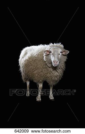 A Sheep View Large Photo Image Stock Photo - A Sheep. Fotosearch