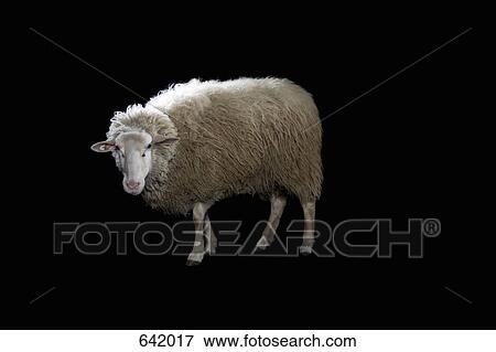 A Sheep View Large Photo Image Stock Photo - A Sheep. Fotosearch