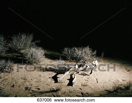 A skeleton in the desert, night View Large Photo Image Stock Photograph - A skeleton in the desert, night. Fotosearch