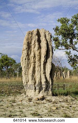 Picture - A termite mound in Australia. Fotosearch