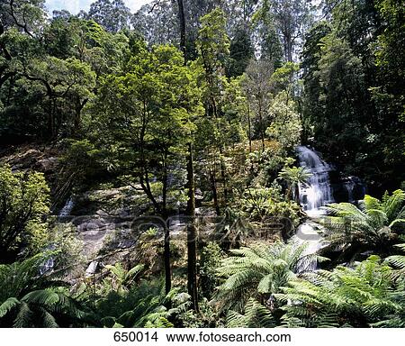 A waterfall in a rainforest, Australia View Large Photo Image Picture - A waterfall in a rainforest, Australia. Fotosearch