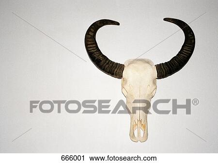 Animal skull hanging on a wall View Large Photo Image Stock Image - Animal skull hanging on a wall. Fotosearch