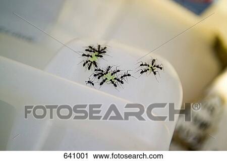 Stock Image - Ants feeding. Fotosearch