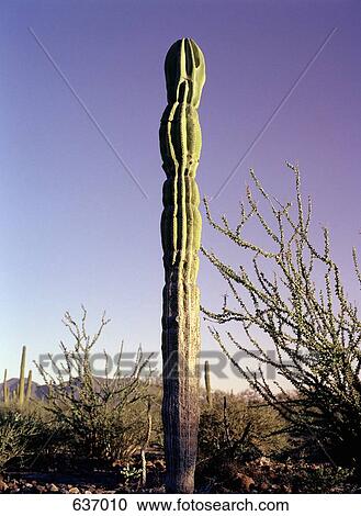 Baja California, Mexico, Latin America, Cardon Cactus (Pachycereus pringlei) & Ocotillo Cactus ( View Large Photo Image Stock Image - Baja California, Mexico, Latin America, Cardon Cactus (Pachycereus pringlei) & Ocotillo Cactus (. Fotosearch