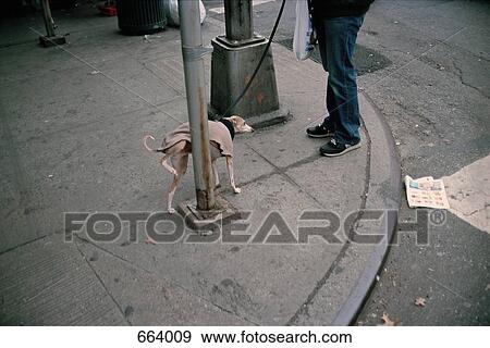 Dog urinating on a utility pole View Large Photo Image Stock Photo - Dog urinating on a utility pole. Fotosearch