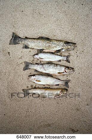 Five dead fish on the ground View Large Photo Image Stock Photo - Five dead fish on the ground. Fotosearch