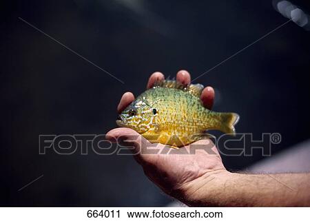 Human hand holding a bluegill fish (Lepomis macrochirus) View Large Photo Image Stock Image - Human hand holding a bluegill fish (Lepomis macrochirus). Fotosearch