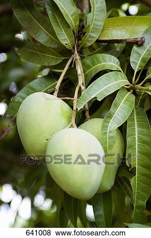 Mangoes growing on a tree View Large Photo Image Stock Photo - Mangoes growing on a tree. Fotosearch