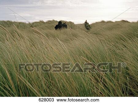 People walking through marram grass View Large Photo Image Stock Image - People walking through marram grass. Fotosearch