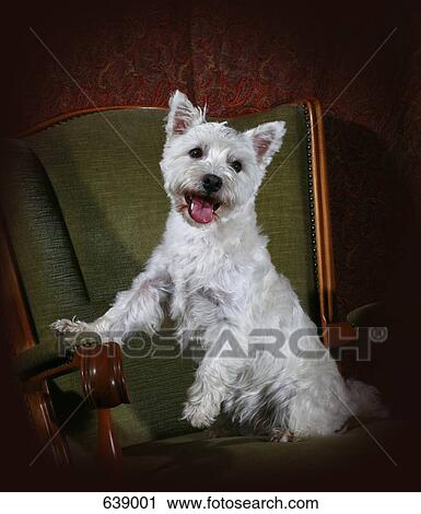 Stock Image - Portrait of a West Highland White Terrier. Fotosearch