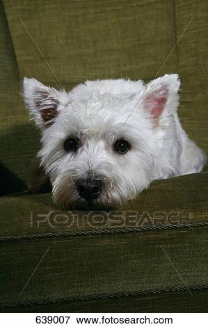 Portrait of a West Highland White Terrier View Large Photo Image Stock Photo - Portrait of a West Highland White Terrier. Fotosearch