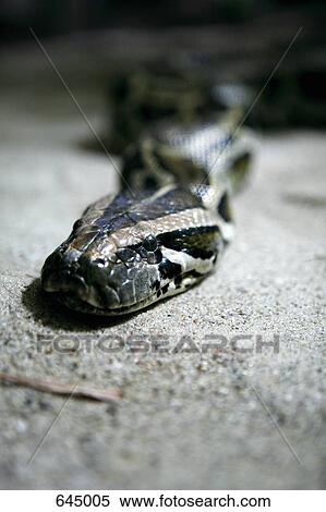 Stock Photography - Royal Python, Berlin, Germany. Fotosearch