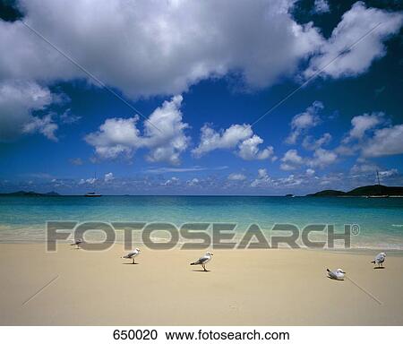Seagulls on an idyllic beach, Australia View Large Photo Image Stock Image - Seagulls on an idyllic beach, Australia. Fotosearch