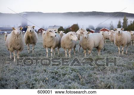 Stock Image - Sheep in a field on an icy morning. Fotosearch