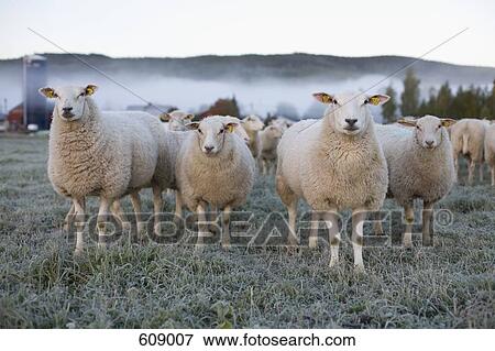 Sheep in a field on an icy morning View Large Photo Image Stock Photo - Sheep in a field on an icy morning. Fotosearch