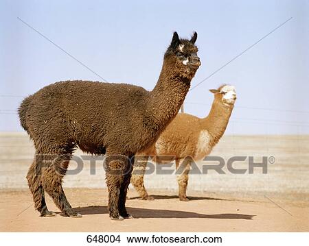 Two Llamas View Large Photo Image Picture - Two Llamas. Fotosearch