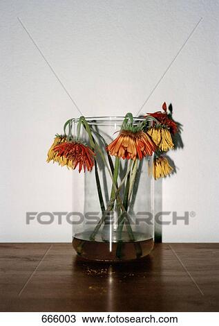 Wilting flowers in a vase View Large Photo Image Stock Image - Wilting flowers in a vase. Fotosearch