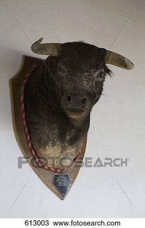 Stock Image - A bull's head trophy. Fotosearch