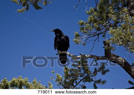A crow perched on a branch View Large Photo Image Stock Image - A crow perched on a branch. Fotosearch