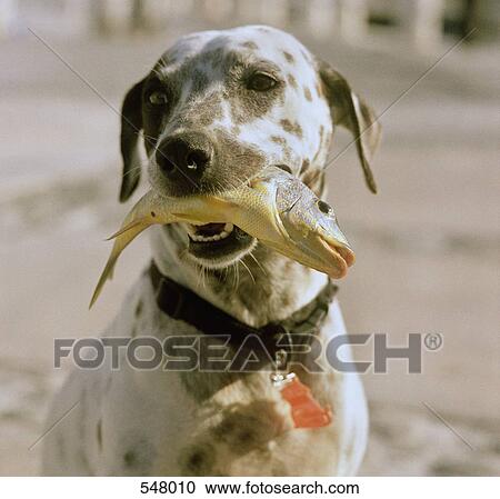 A Dalmatian dog holding a fish in its mouth View Large Photo Image Stock Image - A Dalmatian dog holding a fish in its mouth. Fotosearch