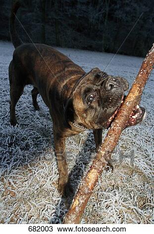 A dog biting a stick View Large Photo Image Stock Image - A dog biting a stick. Fotosearch