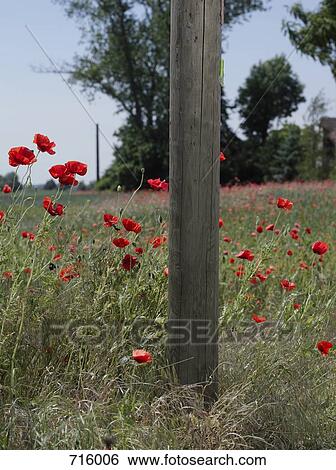 A field of poppies View Large Photo Image Stock Photograph - A field of poppies. Fotosearch