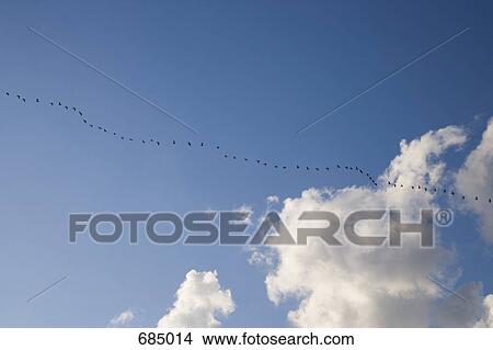 Picture - A flock of birds flying in a line. Fotosearch