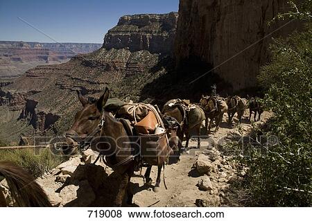 A group of pack donkeys walking a trail, Grand Canyon, Arizona, USA View Large Photo Image Stock Photo - A group of pack donkeys walking a trail, Grand Canyon, Arizona, USA. Fotosearch