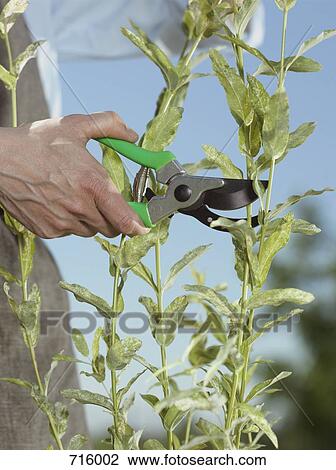 Stock Image - A human hand using pruning shears. Fotosearch