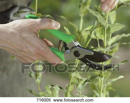 A human hand using pruning shears View Large Photo Image Stock Photography - A human hand using pruning shears. Fotosearch