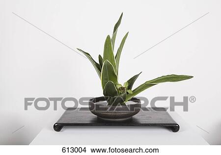 A plant on a table View Large Photo Image Picture - A plant on a table. Fotosearch