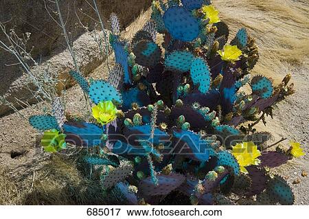 A prickly pear cactus (Opuntia robusta) View Large Photo Image Stock Photo - A prickly pear cactus (Opuntia robusta). Fotosearch