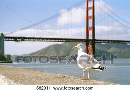 A seagull sitting on a wall in front of the Golden Gate Bridge View Large Photo Image Stock Image - A seagull sitting on a wall in front of the Golden Gate Bridge. Fotosearch