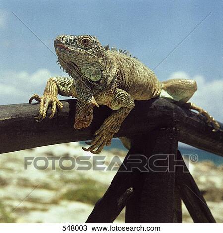 An Iguana perched on a handrail View Large Photo Image Stock Image - An Iguana perched on a handrail. Fotosearch
