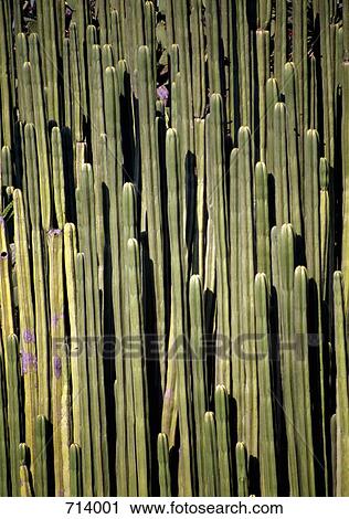 Cacti View Large Photo Image Stock Image - Cacti. Fotosearch