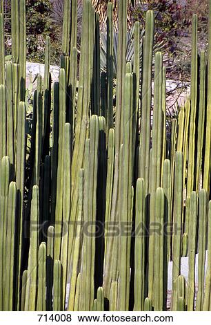 Stock Photo - Cacti. Fotosearch