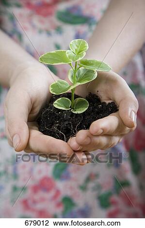 Cupped hands holding a seedling in soil View Large Photo Image Stock Image - Cupped hands holding a seedling in soil. Fotosearch