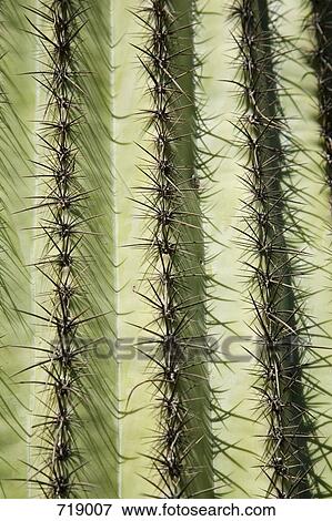 Stock Photo - Extreme close-up of a cactus. Fotosearch